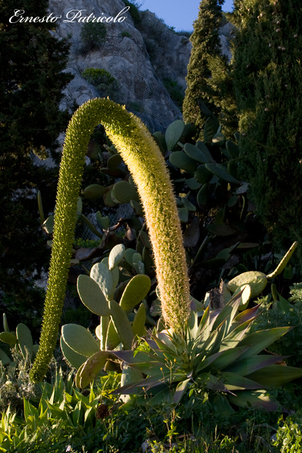 Agave attenuata / Agave attenuata